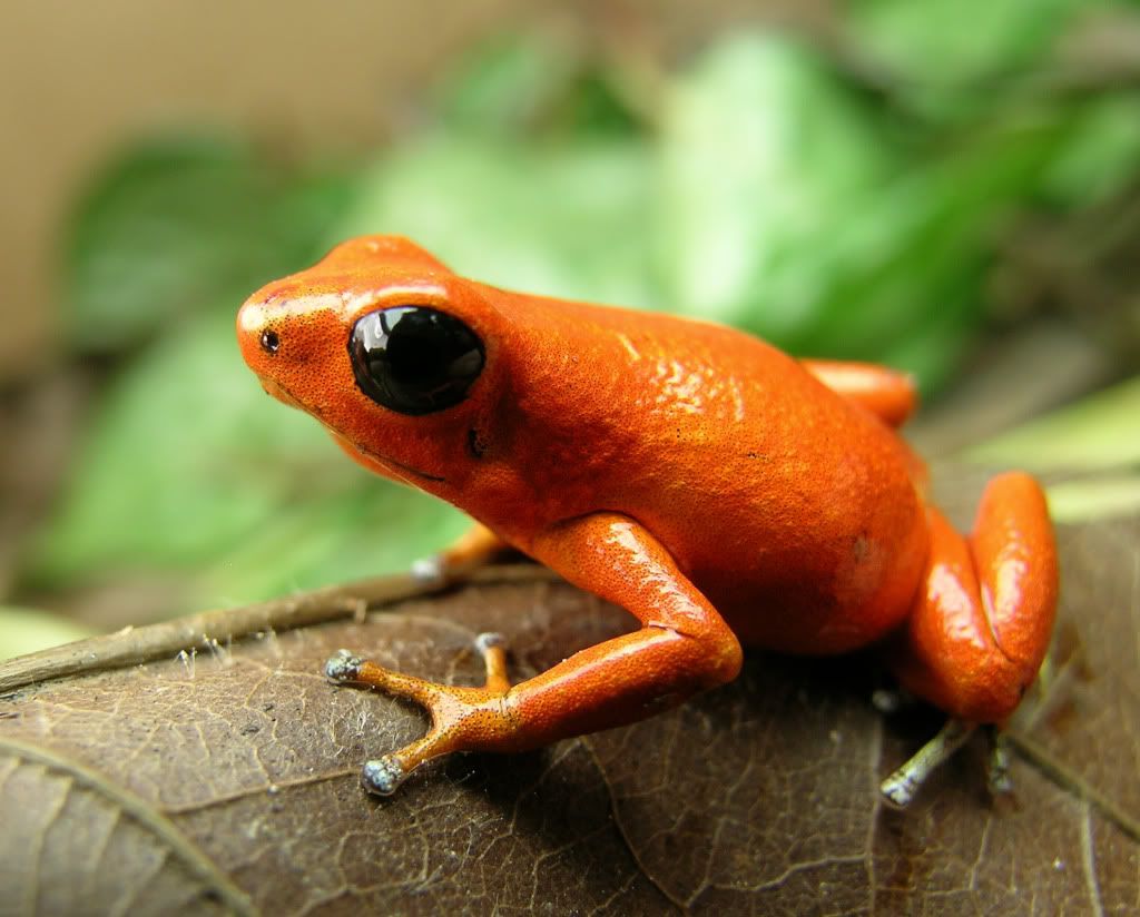orange frog book